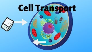How do cells move things in and out?