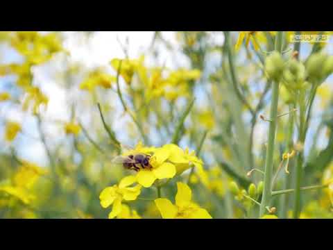 طمن قلبك الشيخ عبدالرحمن الباهلي