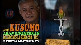 Jasad KUSUMO Sang Legenda Tawa Akan Di Pamerkan Di Indonesia Bird Con ( IBC )