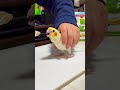 オカメインコの新しい家族 “ まる ” にご飯をあげてみた。その1|2026.03.26|Shot on Apple iPhone 15 Pro MAX|#shorts