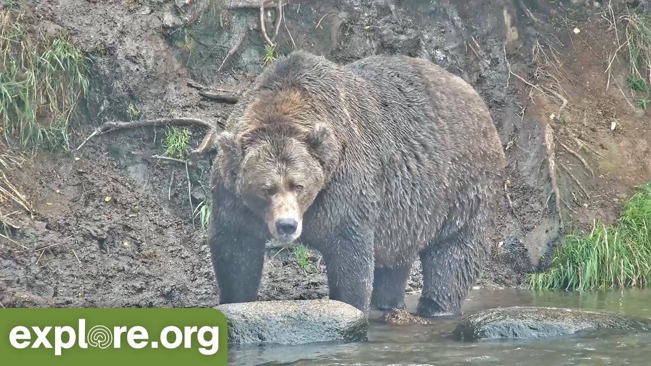 KATMAI FALL CLASSIC: Brown Bears & The Art of Fat!  Best of Bear Cam