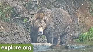 KATMAI FALL CLASSIC: Brown Bears \& The Art of Fat!  Best of Bear Cam