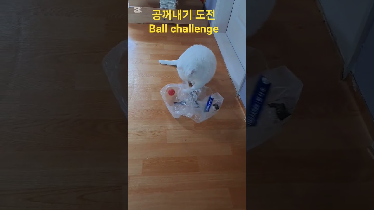 돈안드는 고양이 장난감(Free cat toys🧸) 