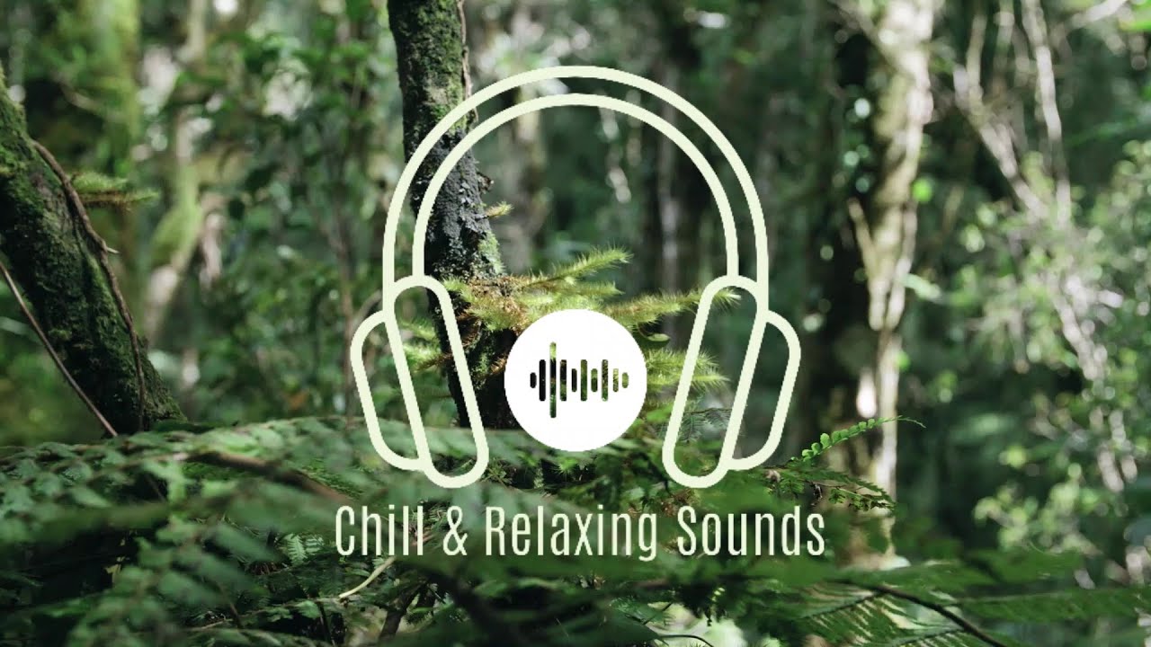 Chill Insects Chill & Relaxing Insects in a Forest Sounds - YouTube