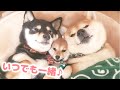 柴犬３姉妹はいつも一緒♪でも、この関係になるまでに色々ありました…(汗)