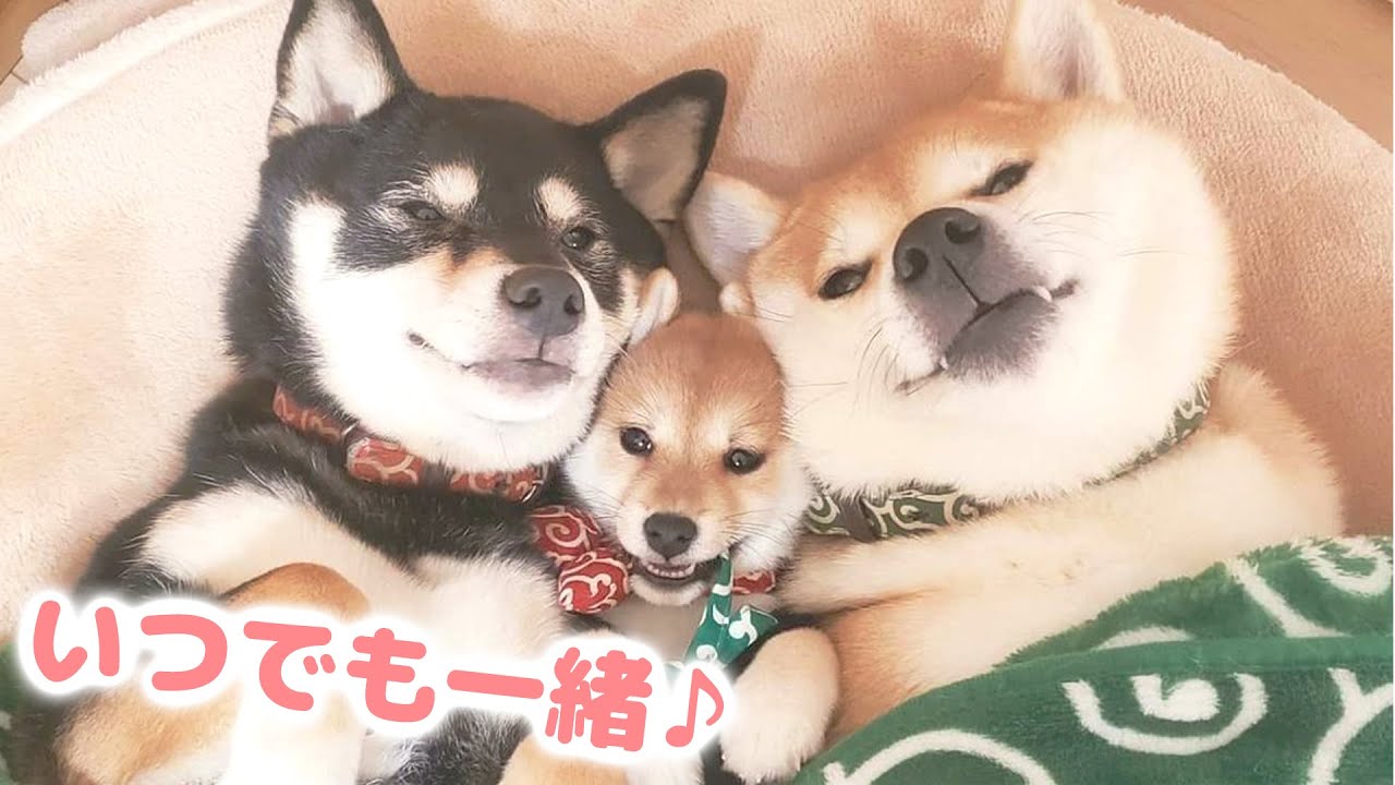 柴犬3姉妹はいつも一緒♪でも、この関係になるまでに色々ありました 