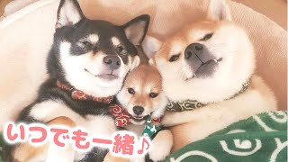 柴犬３姉妹はいつも一緒♪でも、この関係になるまでに色々ありました…(汗)