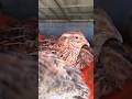 সস্তায় কোয়েল পাখি। quel bird #shorts #shortsfeed #viral #trending #quelbird