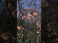 2026  Spring is coming soon! What a beautiful things. #lifeisbutadream #natural#flowers
