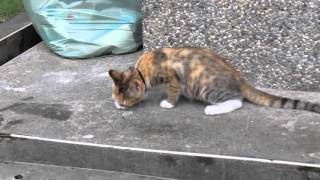 2015 0814猴硐猫村 001