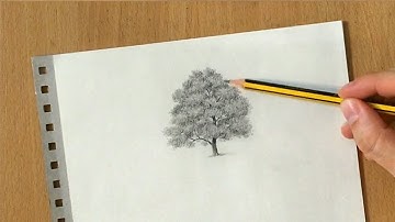 How to Draw a Maple Tree in Graphite Pencil