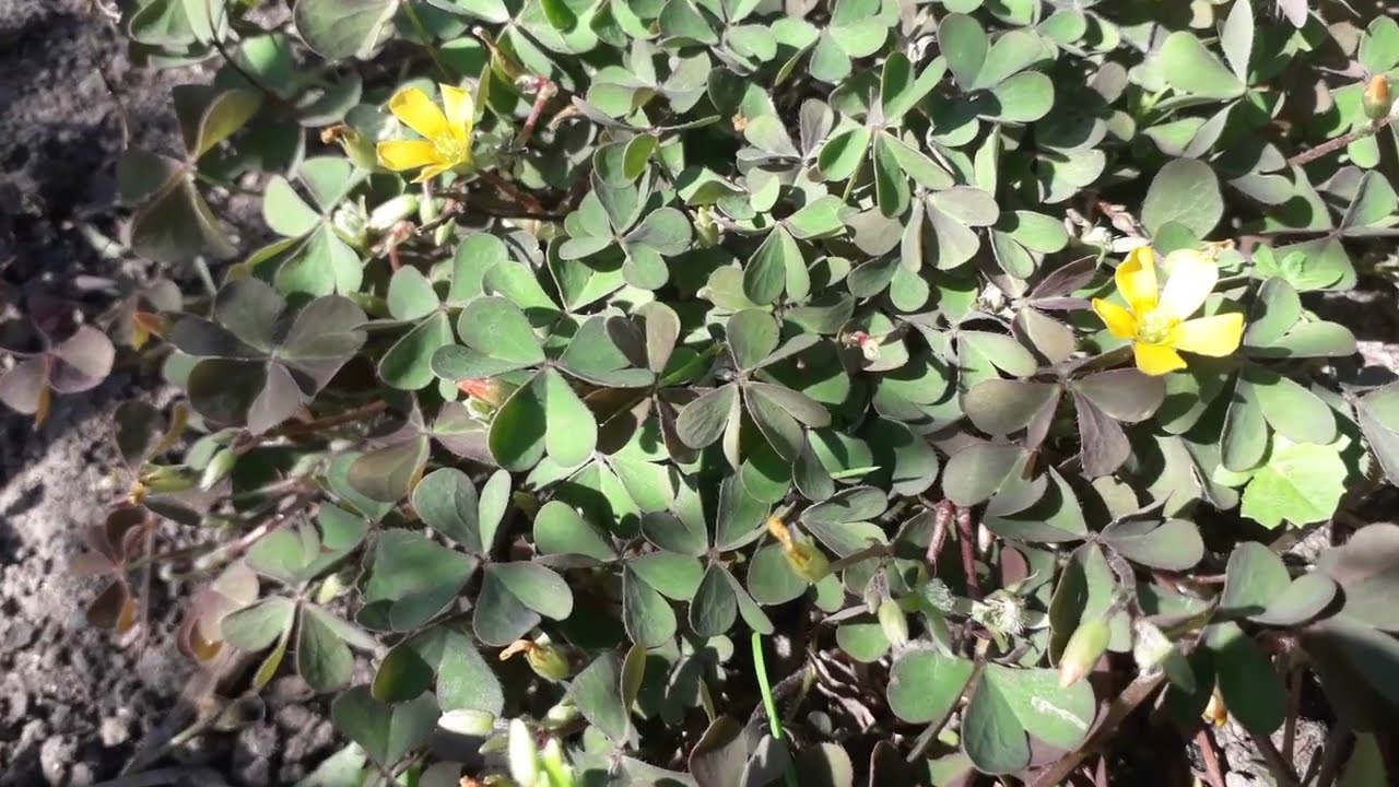 Gehoornde klaverzuring - Oxalis corniculata