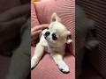 愛犬と一緒にくつろげるソファベッドが可愛すぎた！