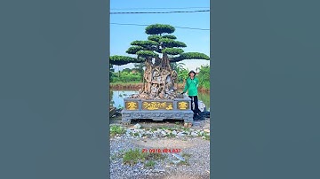 Nổ giá luôn các bác ạ - Dáng làng quá đẹp luôn ạ #caycanh #sanhnamdien