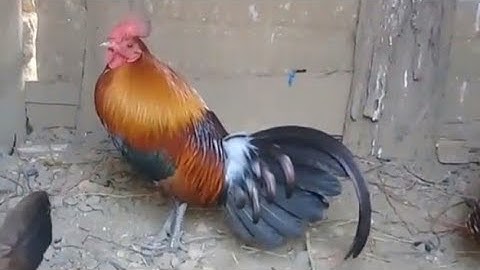 qaib qus txuam tom1(f1) 2,500,000₭ip ອັບເດດລູກປະສົມໄກ່ປ່ານ້ຳ1ມີຜູ້ມາໃຫັລາຄາ2,500,000₭ipແລັວ