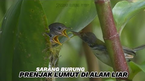 Sarang burung prenjak lumut di alam liar (hunting burung di alam liar) 