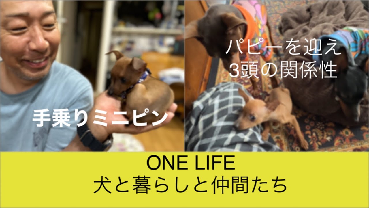 【ミニピン多頭飼い】パピーのナッキー君と次女ヴィスキーの関係。長女ピンキーの立ち位置 YouTube