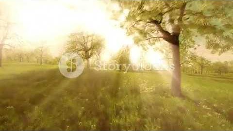 sun rays sunbeam trees silhouette background beaming light nature fantasy r4libwpr  PM