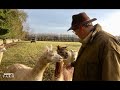 Alpaca update and is it time to give up drilling wheat for 2020 harvest?