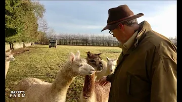 Alpaca update and is it time to give up drilling wheat for 2020 harvest?