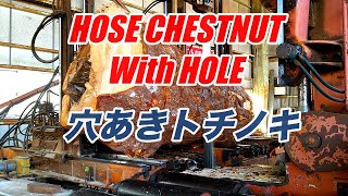 穴あきトチノキ製材動画・hole chestnutsawing