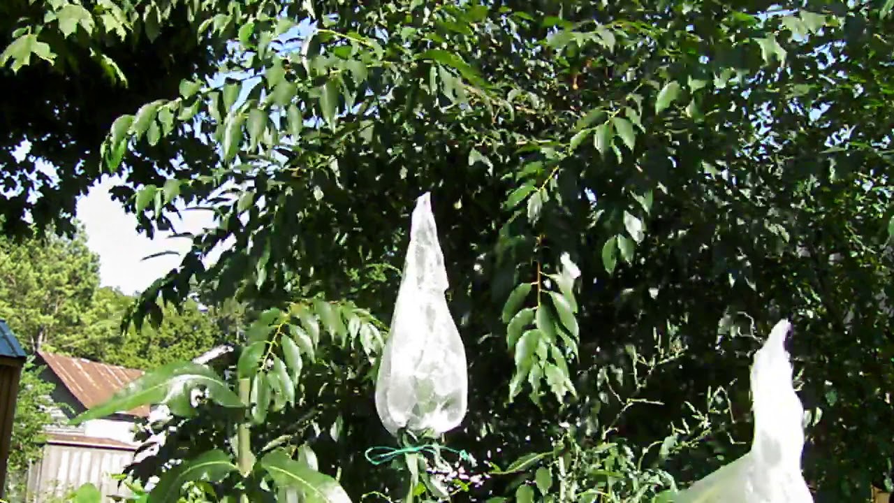 Topping Wild Lettuce Before Blooms Begin YouTube