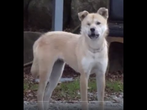 산촌 마을에서 만난 귀여운 진돗개...A cute Jindo <strong>dog</strong> I met in a mountain village... Jeonju city( 전주. 全州市).... <strong>KOREA</strong>