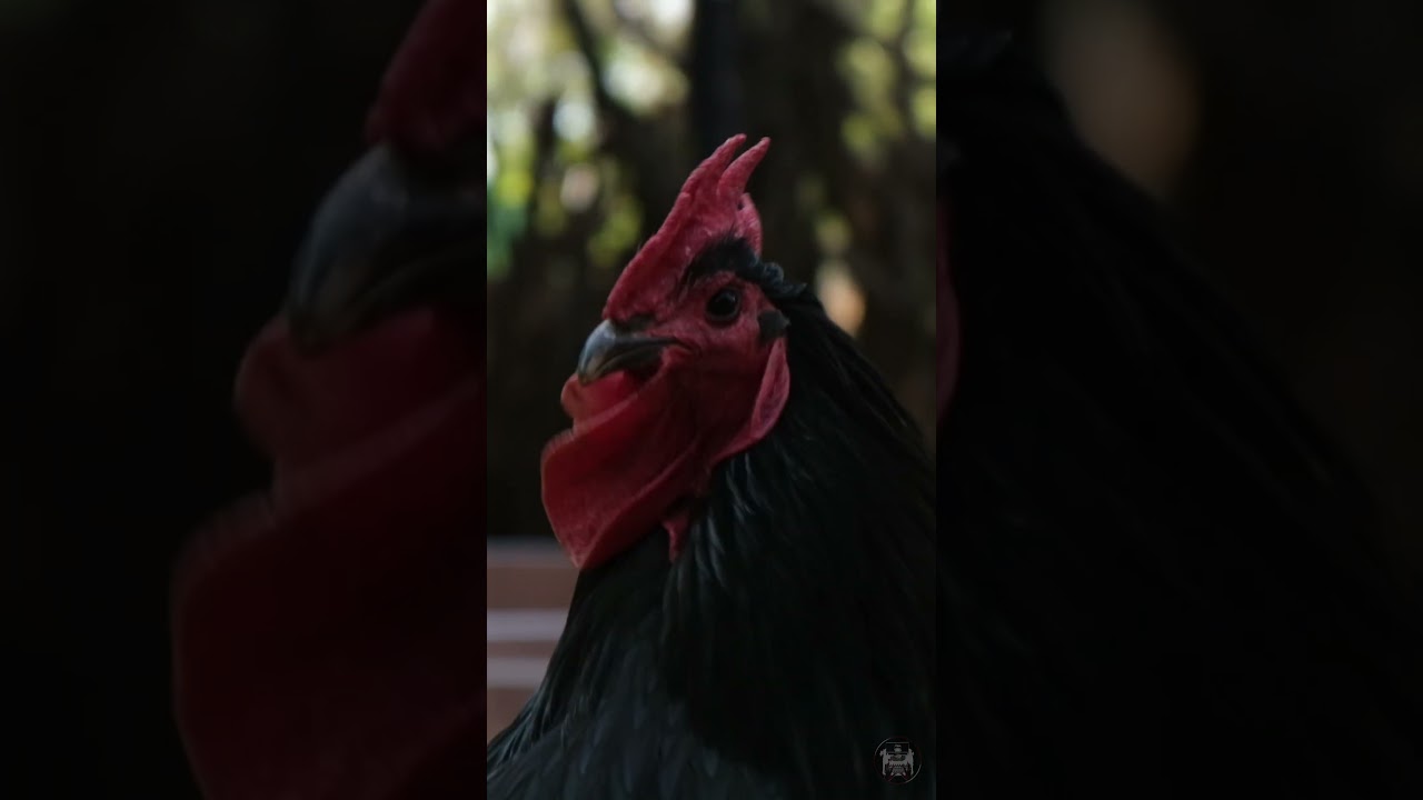 Crowing Rooster - creepy horror story | 