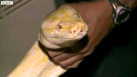 BBC News   13 foot python found in Florida shed