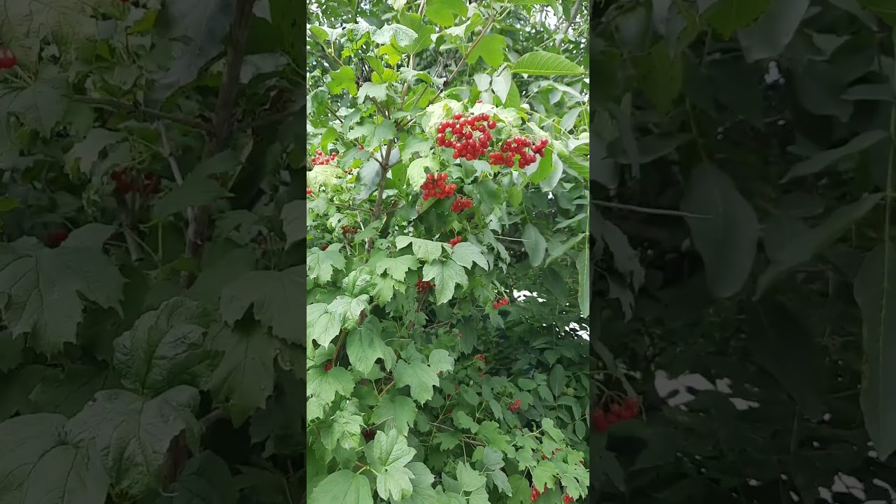 guelder rose 