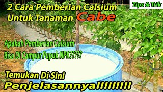 Pemupukan calsium untuk tanaman cabe