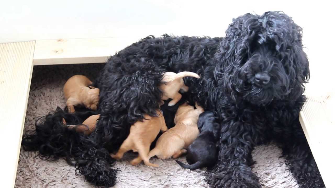labradoodle litters