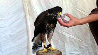 MVI_7653.AVI