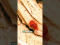 This Tiny Red Creature Looks Unreal! #shorts #nature #science