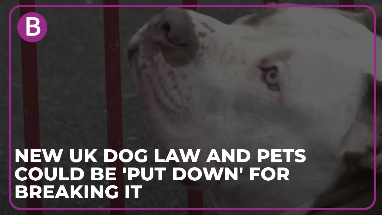 New UK dog law and pets could be 'put down' for breaking it YouTube