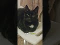 Meeting Someone #stateofkansass #cat #funnycats #shortsfeed #funny #funnypets #funnyanimals #cute