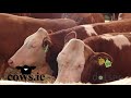 Cowsie fleckvieh heifers auction