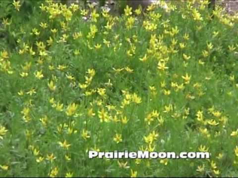 Video: Ranunculus anemone (buttercup): paglalarawan, larawan, pagtatanim at pangangalaga