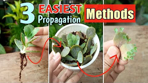 3 EASIEST WAYS of Kalanchoe Propagation - DayDayNews