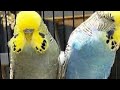 طفرات البادجي طفرة البادجي جولدن فيس انواعها طريقه انتاجها    
