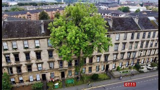 Glasgow's Argyle Street Ash wins Tree of the Year title (UK) 26/Sep/2025