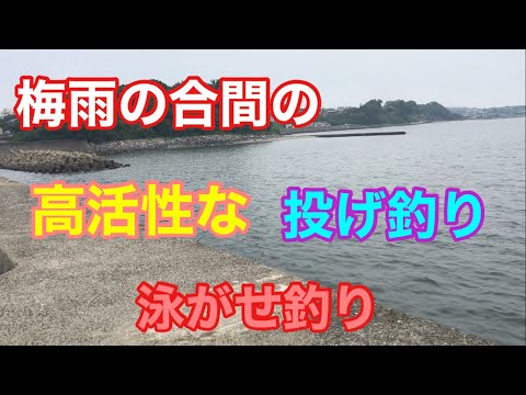 梅雨の合間の高活性な投げ釣り 泳がせ釣りも 知多半島