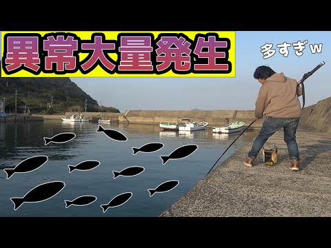 島に大量の魚が押し寄せてきたので海にタモ網を突っ込んだら…