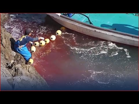 Vídeo: Caçadores De Golfinhos Do Japão Prolongam A Temporada
