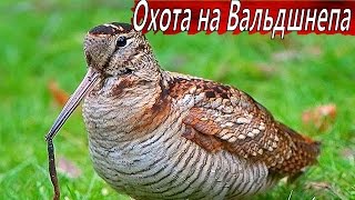 Охота на Вальдшнепа Весной. Охота на тяге в Костромской области. Охота на Вальдшнепа Весной. Охота на тяге в Костромской области.