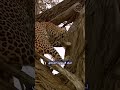 شاهد دقة ملاحظة هذا النمر المرقط لن تصدق ما ستراه عيناك Shorts 