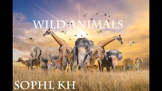 Amazing Scene of Wild Animals In 4K - Scenic Relaxation Film