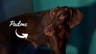 Padme: the last dog rescued from the puppy mill by The Humane Society of the United States 24,552 views 4 weeks ago 1 minute, 38 seconds