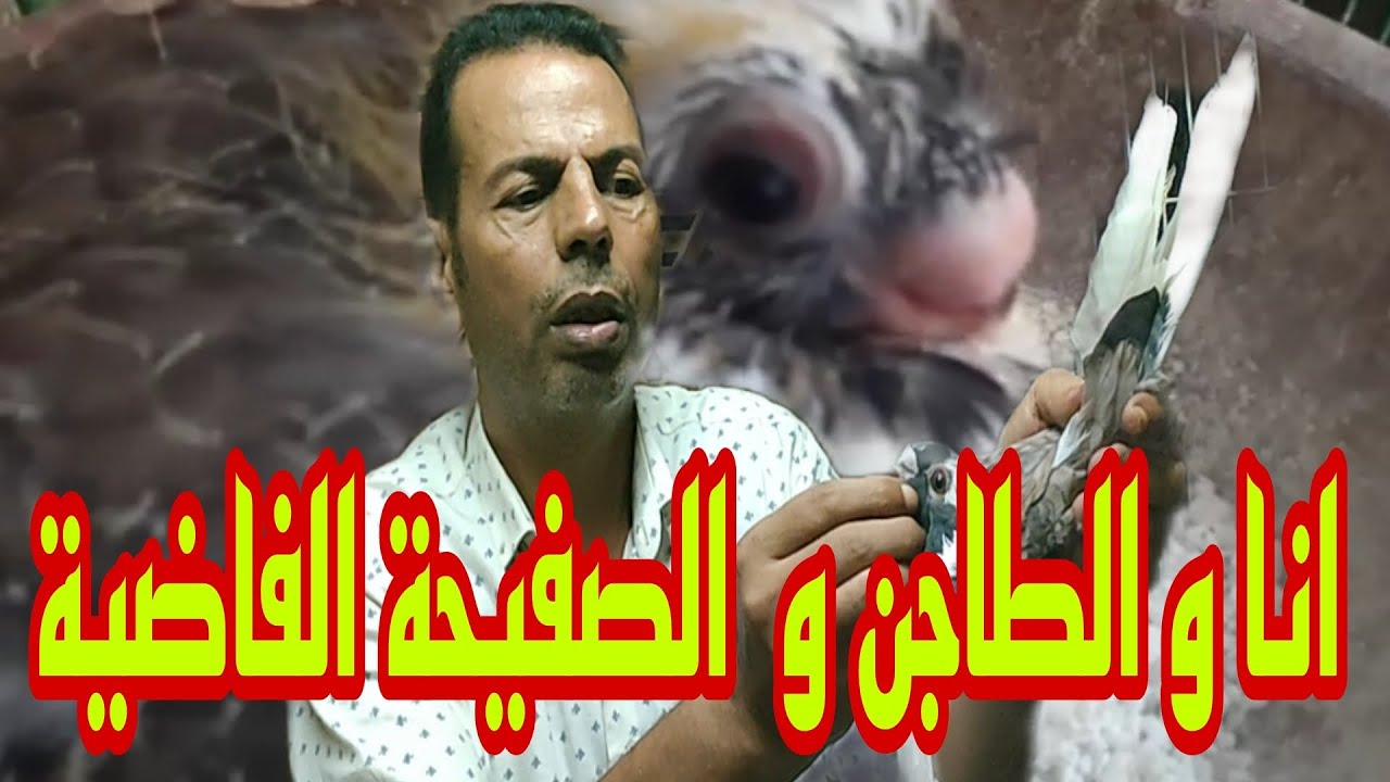 🔴 الطاجن يتحدث #الحمام_الغزار (اللعب في خلقة الحمام آخره جهنم)