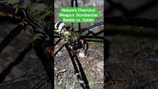 Nature&#39;s Chemical Weapon: Bombardier Beetle vs. Spider 😱